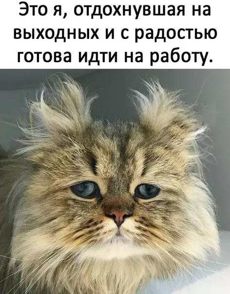 Смешная картинка №240404