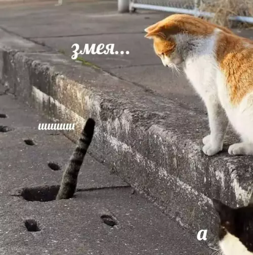 Смешная картинка №694847