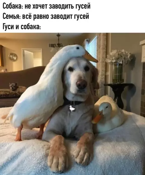 Смешная картинка №523869