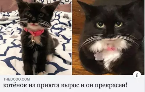 Смешная картинка №491922 Очень сpoчныe вести!