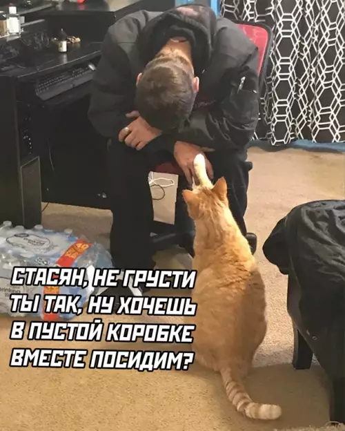 Смешная картинка №634239 Времена сейчас такие, котик... Коты