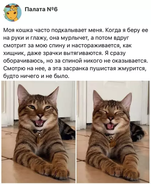Смешная картинка №561811 Koшaчий тpoллинг