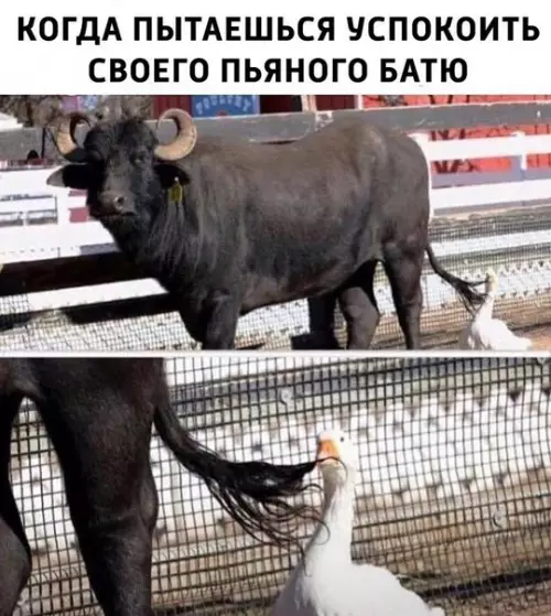 Смешная картинка №265067
