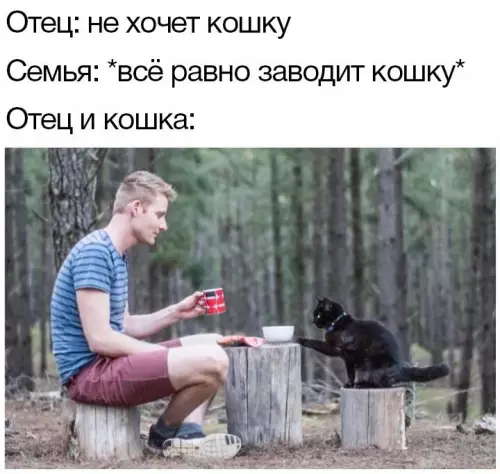 Смешная картинка №745943 кошки