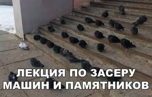 Смешная картинка №175909 голуби