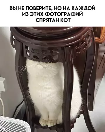 Смешная картинка №746252 коты