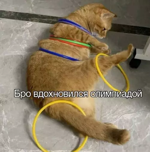Смешная картинка №728519 Достойно уважения Коты