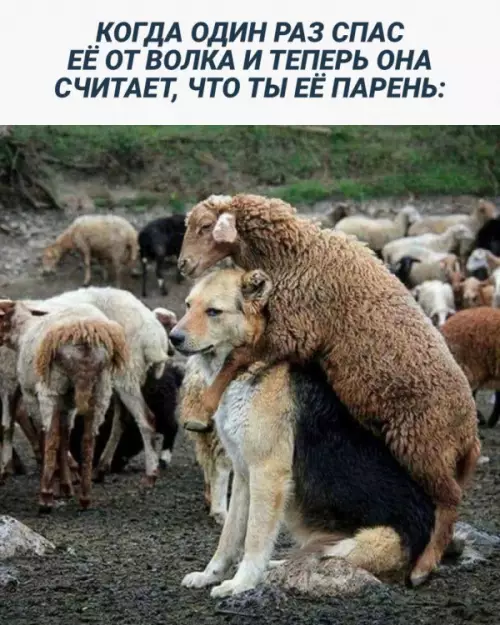 Смешная картинка №659108