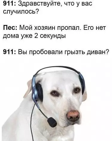 Смешная картинка №505147 Если бы у собак была экстренная служба помощи