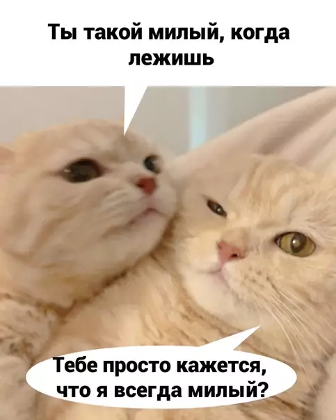 продолжение Смешная картинка №574924 кошки, любовь