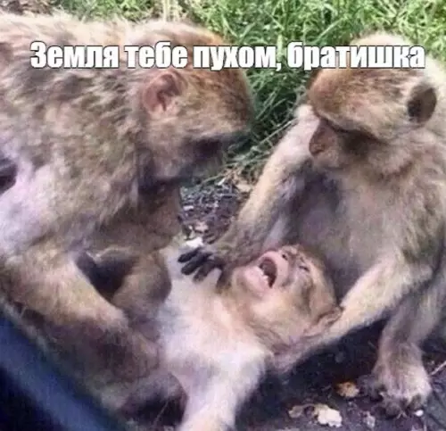 продолжение Смешная картинка №563628 Не повезло