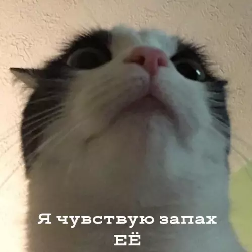 Смешная картинка №415563