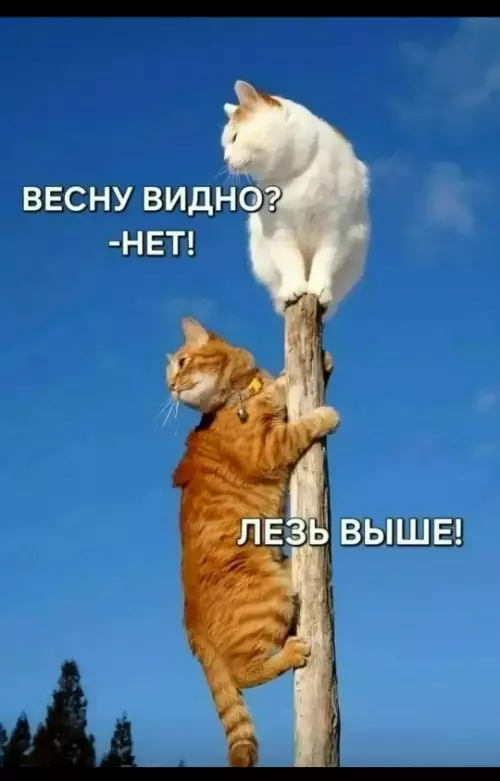 Смешная картинка №805805