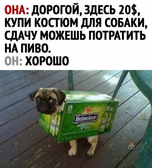 Смешная картинка №604984 Да он гений! Собаки