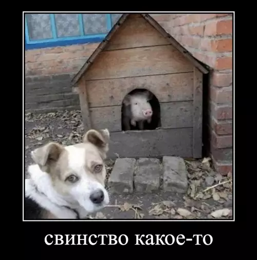 Смешная картинка №655735 животные
