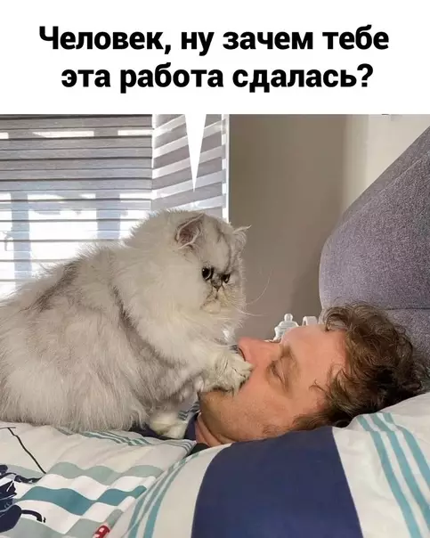 Смешная картинка №576733 кошки