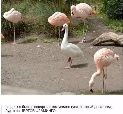 Смешная картинка №283790