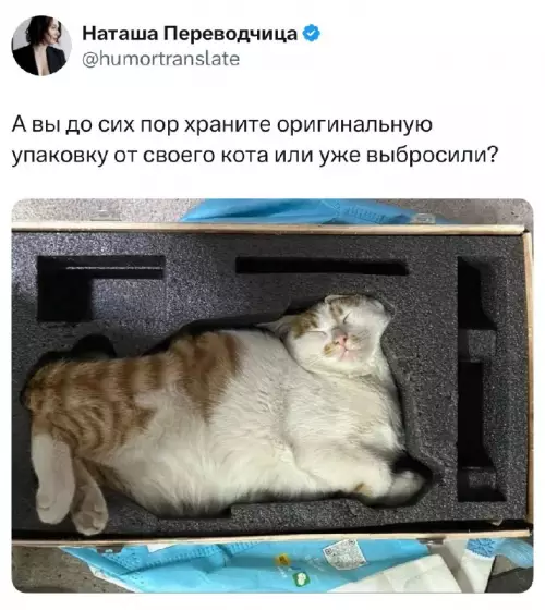 Где ваша упаковка от кота? 📦🐱 - А вы до сих пор храните оригинальную упаковку от своего