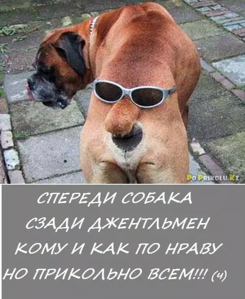 Смешная картинка №201646 КАК ПОСМОТРЕТЬ 