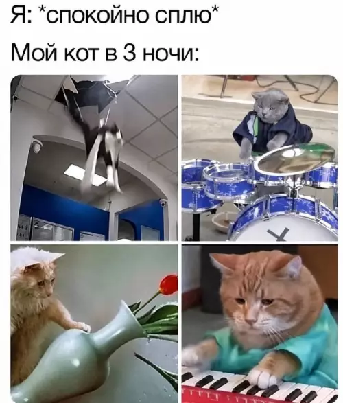 Смешная картинка №822017 Коты