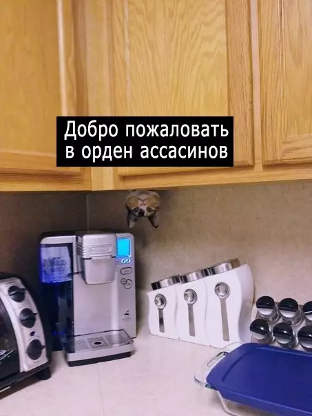 Смешная картинка №391633 Сейчас вы кое-что узнаете о своём коте