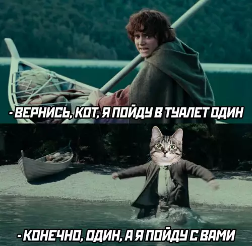 Смешная картинка №670244 коты