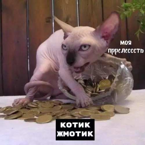 Смешная картинка №375321 Каждый из нас по-своему котик
