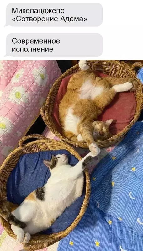 Смешная картинка №713977 Коты