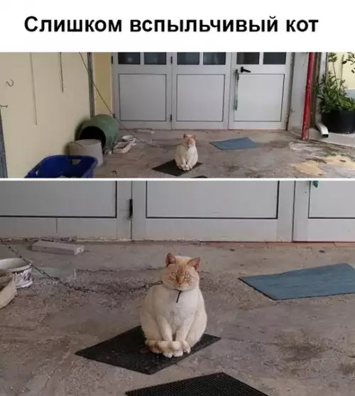 Смешная картинка №352486