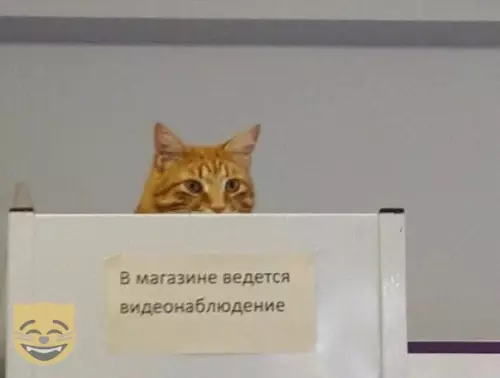 Смешная картинка №377437 #приколы #картинки #мемы ? коты