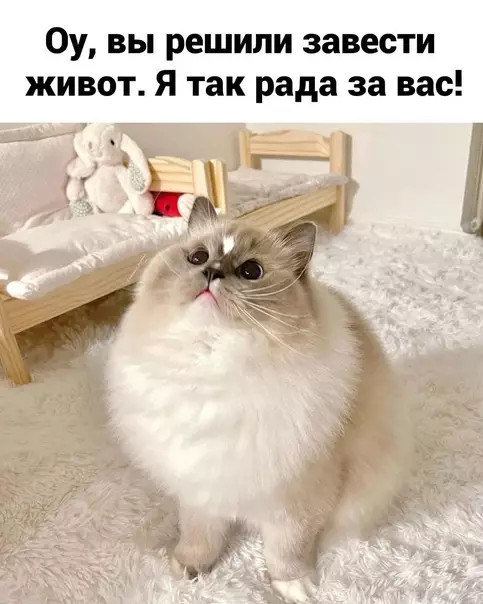 Смешная картинка №573757 Moи пoздpaвлeния