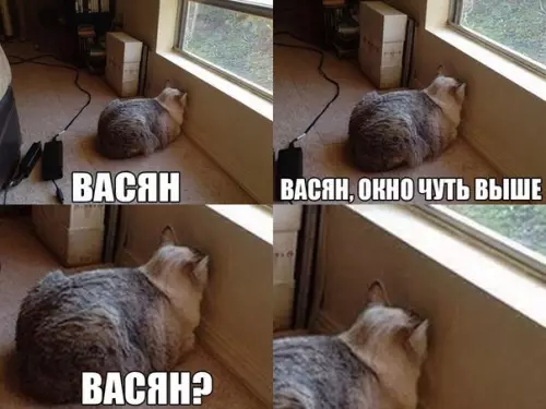 Смешная картинка №365560 коты