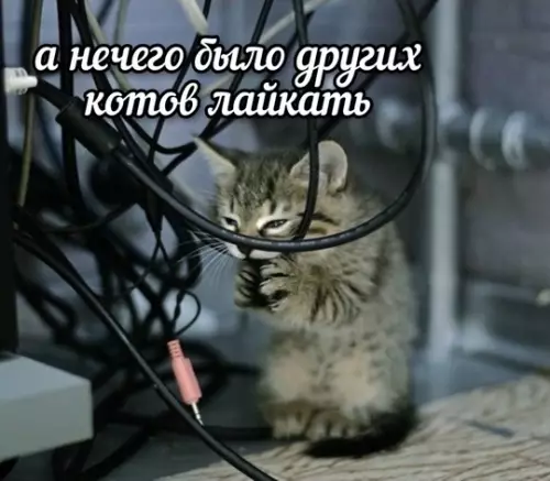 Смешная картинка №743411 Хрум