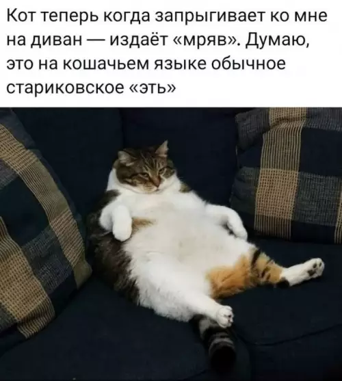 Твой кот перешел на дедовский сленг 👴🐈 - Кот теперь когда запрыгивает ко мне на диван издаёт мряв.