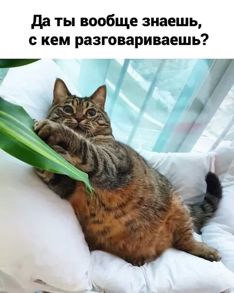 Смешная картинка №556329