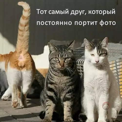 Смешная картинка №488646 У каждого есть такой друг/подруга ?