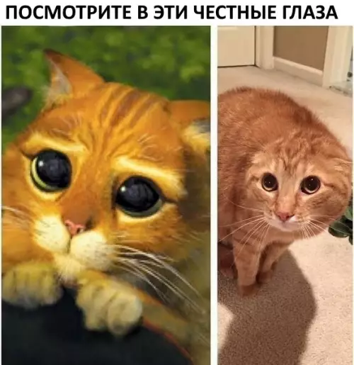 Смешная картинка №279979 кошки, кот