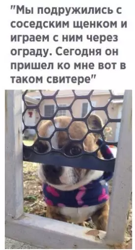 Смешная картинка №291075 Собаки