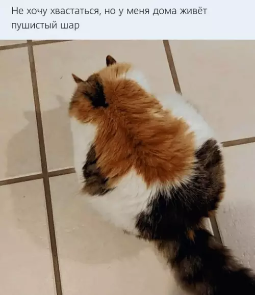 Смешная картинка №509219