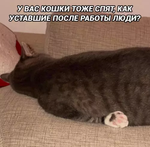 Твой кот после смены на заводе 🐈💤 - У ВАС КОШКИ ТОЖЕ СПЯТ, КАК УСТАВШИЕ ПОСЛЕ РАБОТЫ ЛЮДИ?