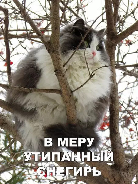 Смешная картинка №229191