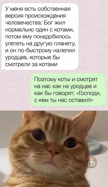 Смешная картинка №597485 В этом есть щепочка здравого смысла ? Коты