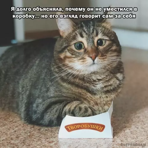 Смешная картинка №600221 Mилый твopoбyшeк Коты