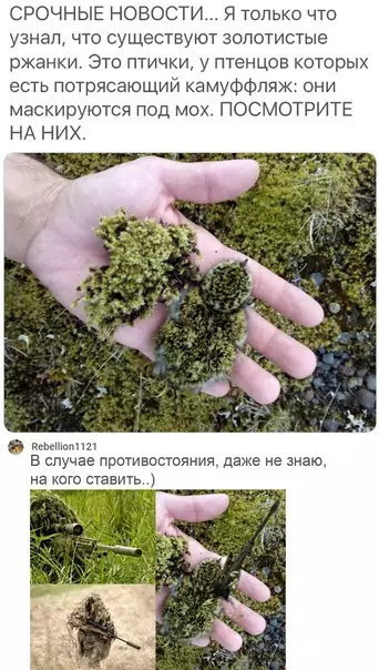 Смешная картинка №541577 Глядя на подобное существо каждый раз удивляюсь и восхищаюсь.