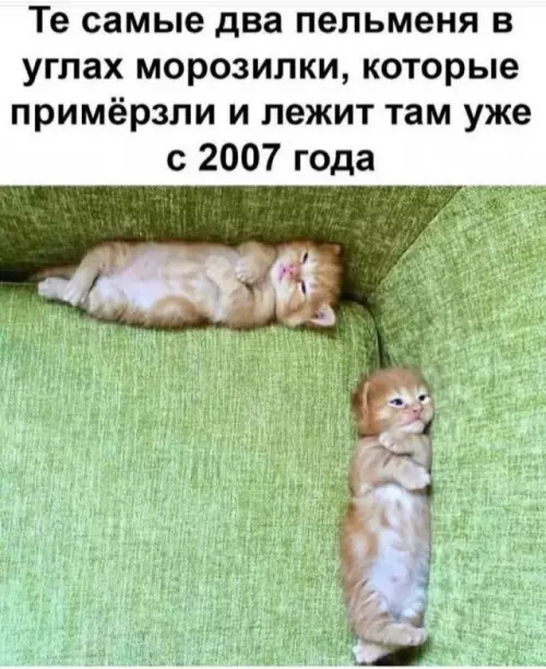 Выжившие пельмешки 2007 года 🥟🐱 - Те самые два пельменя в углах морозилки, которые примёрзли и