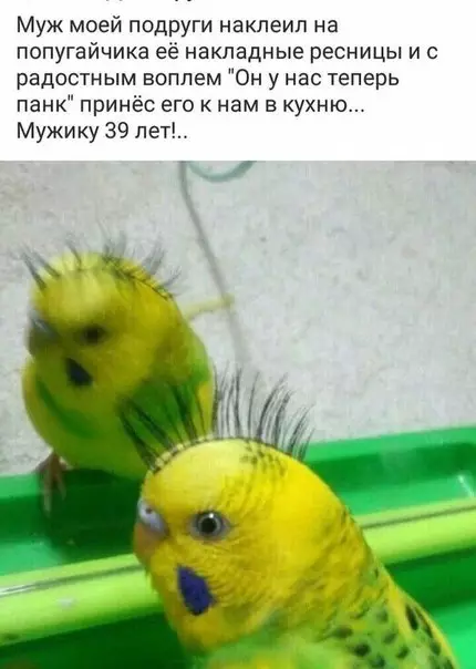 Смешная картинка №262339