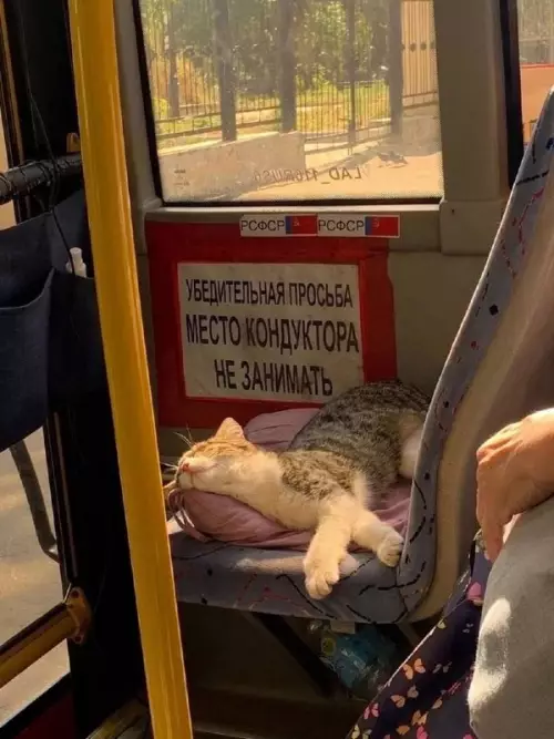 Смешная картинка №661291 ну кроме ... коты
