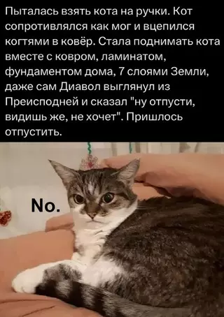 Смешная картинка №714844 коты