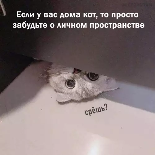 Смешная картинка №659464