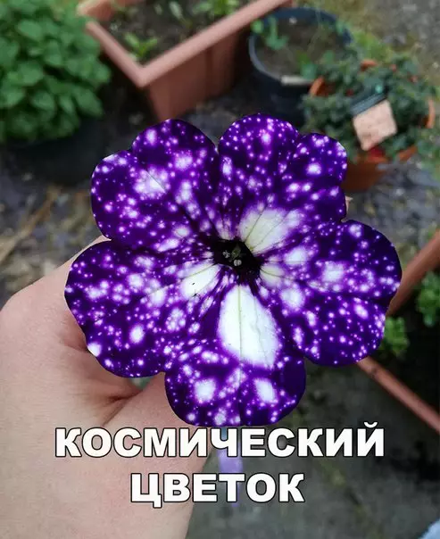 Смешная картинка №196424
